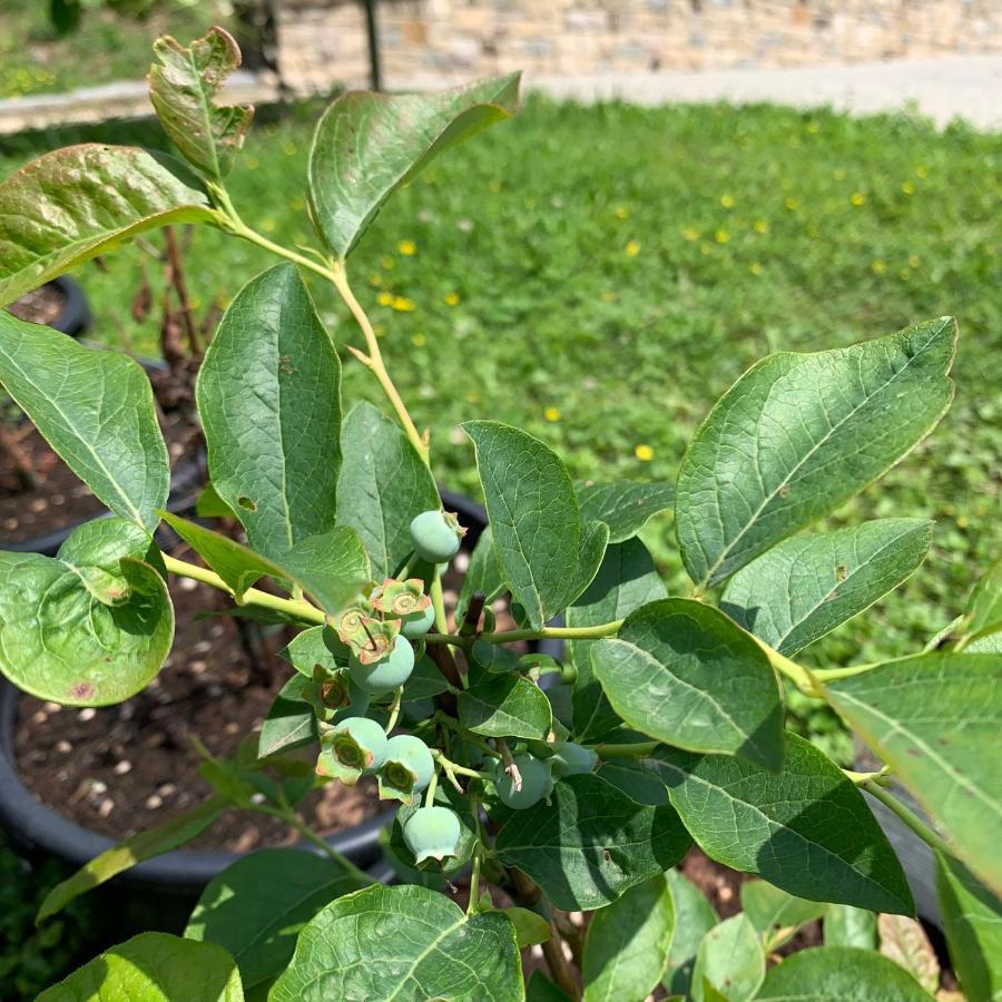 Agriturismo Grammelot Sarnico Kültér fotó